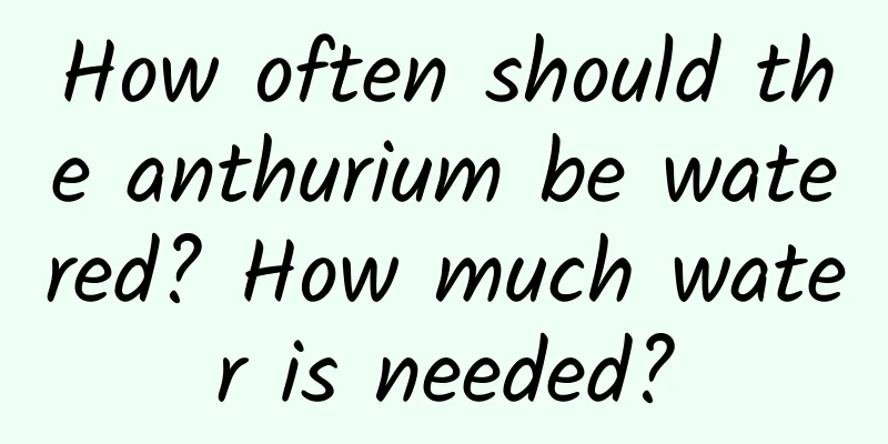 How often should the anthurium be watered? How much water is needed?
