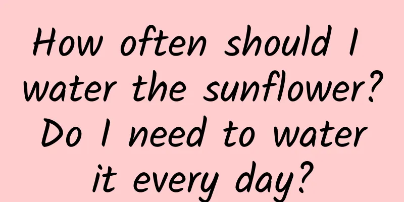 How often should I water the sunflower? Do I need to water it every day?
