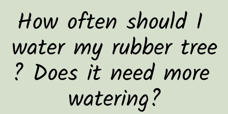 How often should I water my rubber tree? Does it need more watering?
