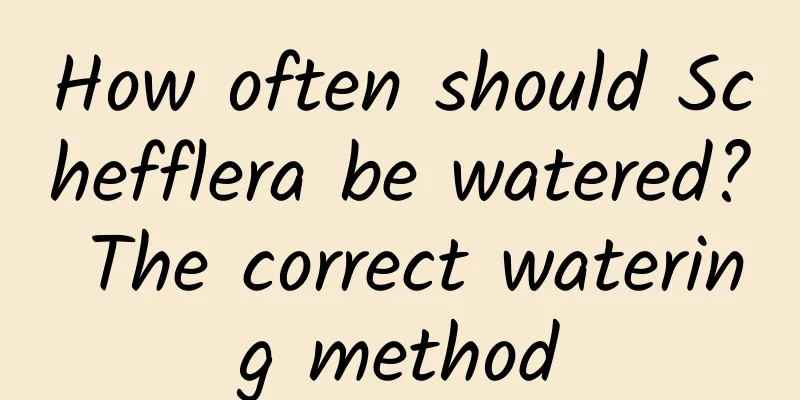 How often should Schefflera be watered? The correct watering method