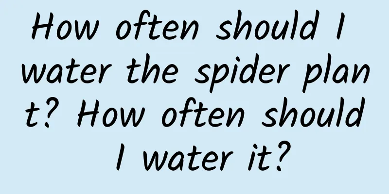 How often should I water the spider plant? How often should I water it?