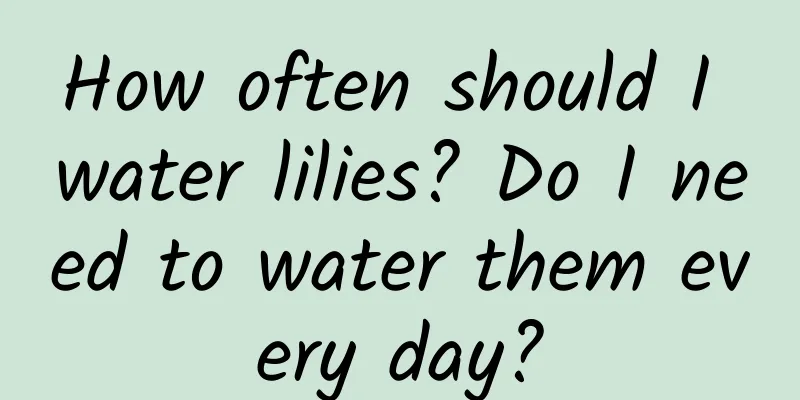 How often should I water lilies? Do I need to water them every day?