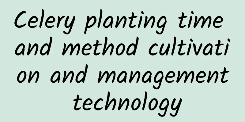 Celery planting time and method cultivation and management technology