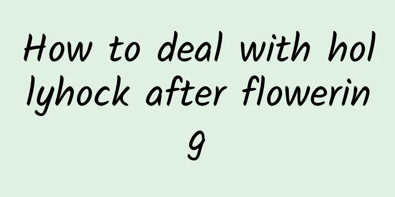 How to deal with hollyhock after flowering