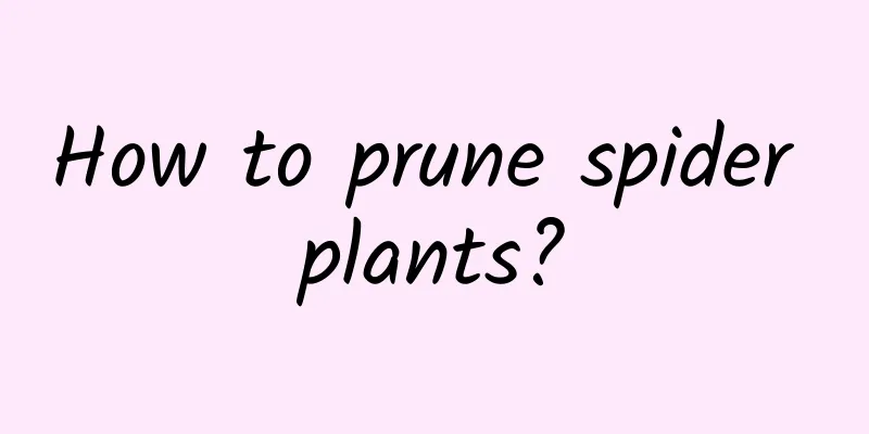 How to prune spider plants?