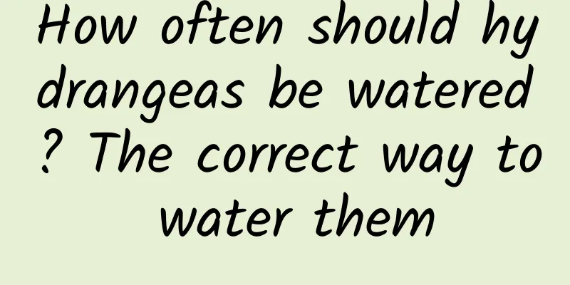 How often should hydrangeas be watered? The correct way to water them