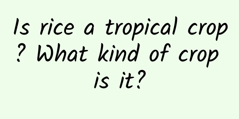 Is rice a tropical crop? What kind of crop is it?