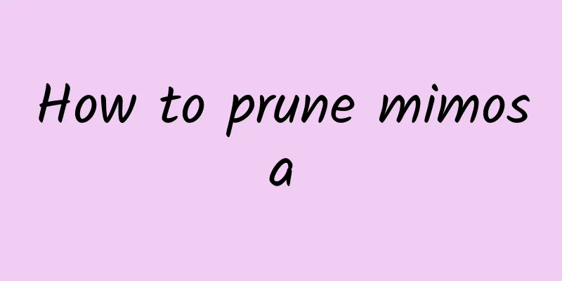 How to prune mimosa