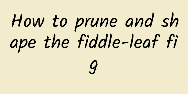 How to prune and shape the fiddle-leaf fig
