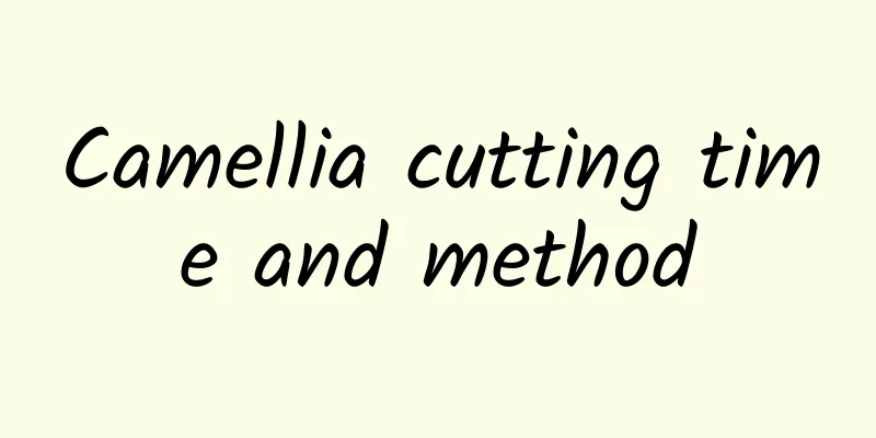 Camellia cutting time and method