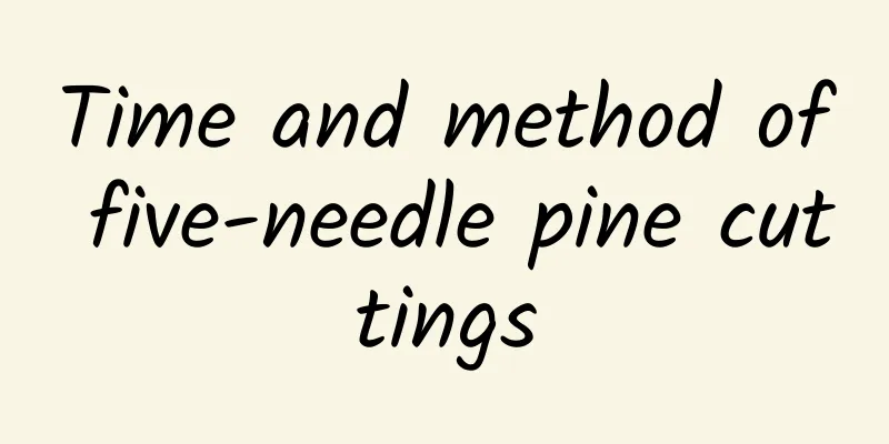 Time and method of five-needle pine cuttings