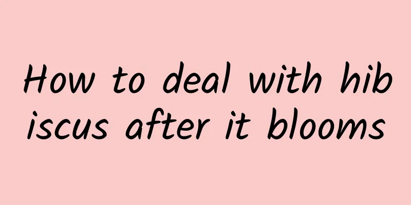 How to deal with hibiscus after it blooms