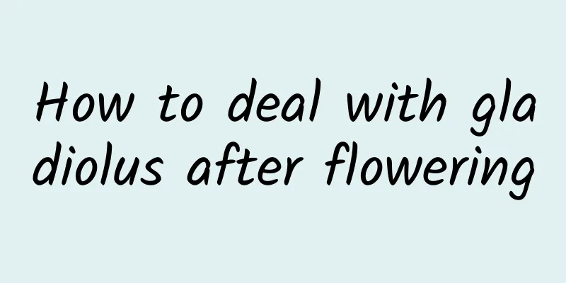 How to deal with gladiolus after flowering