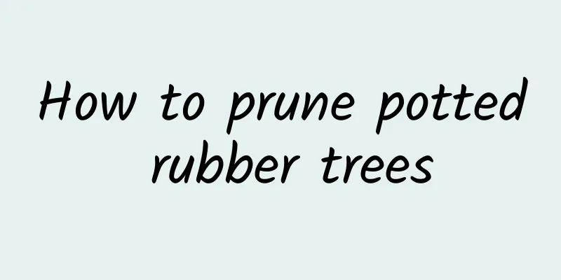 How to prune potted rubber trees
