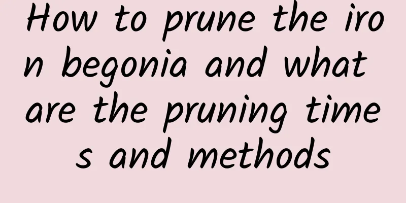 How to prune the iron begonia and what are the pruning times and methods