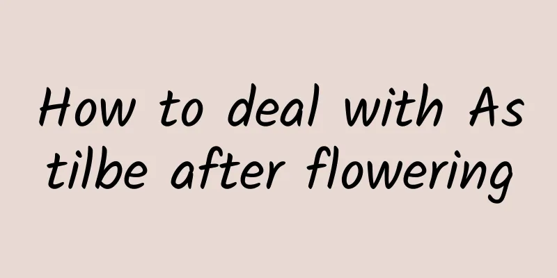 How to deal with Astilbe after flowering