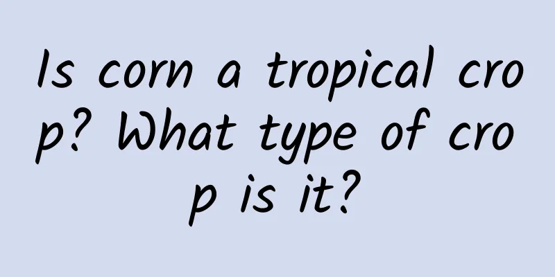 Is corn a tropical crop? What type of crop is it?