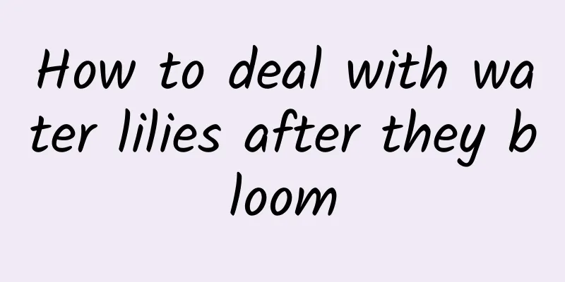 How to deal with water lilies after they bloom