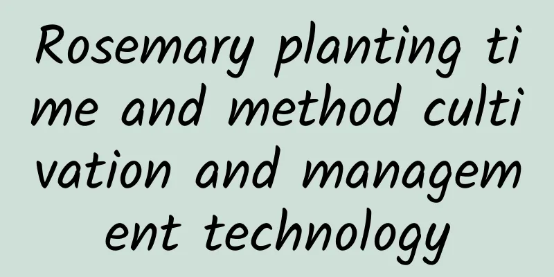Rosemary planting time and method cultivation and management technology