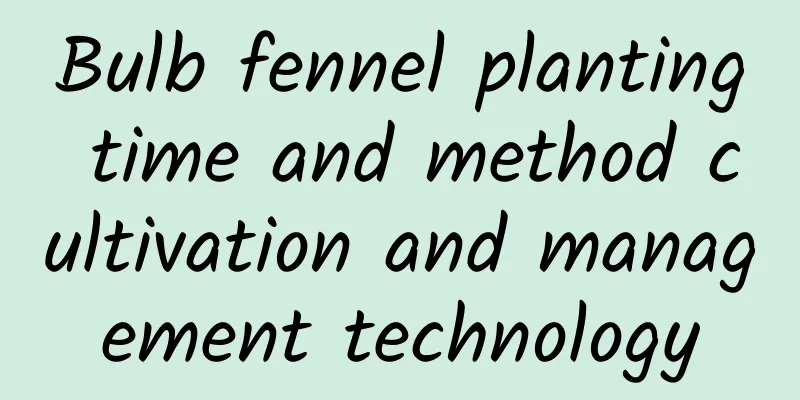 Bulb fennel planting time and method cultivation and management technology