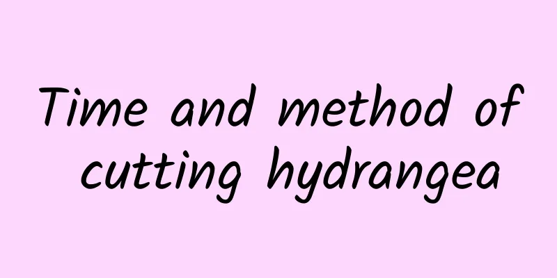 Time and method of cutting hydrangea