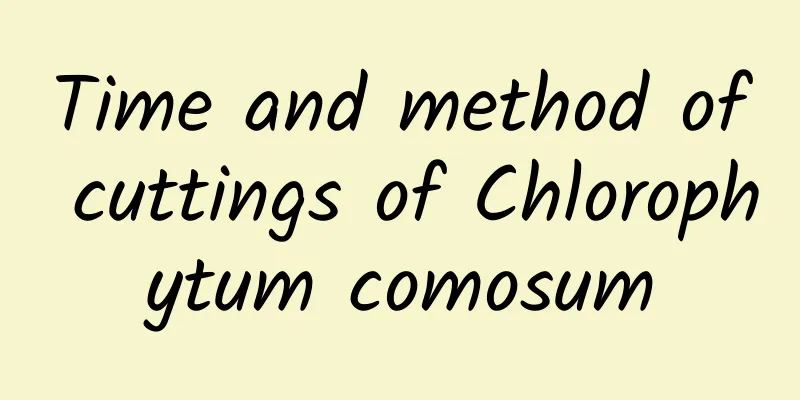 Time and method of cuttings of Chlorophytum comosum