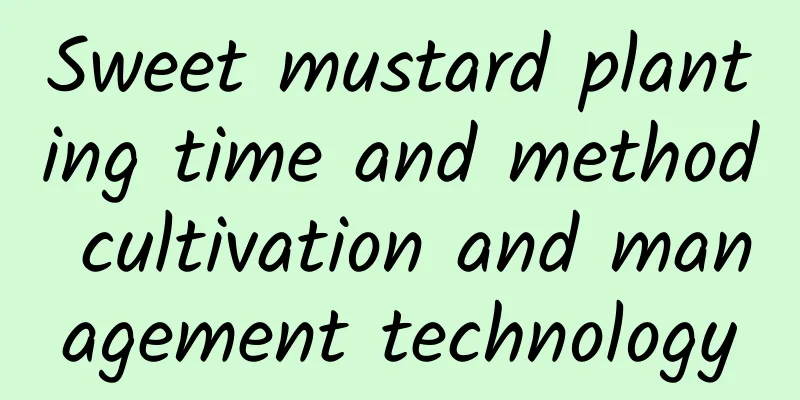 Sweet mustard planting time and method cultivation and management technology