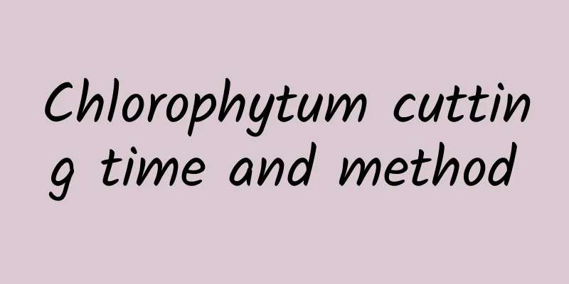Chlorophytum cutting time and method