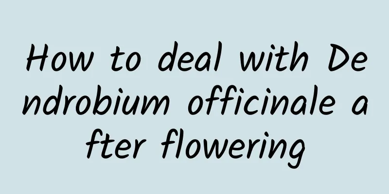 How to deal with Dendrobium officinale after flowering