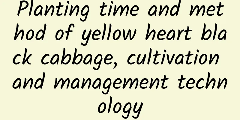 Planting time and method of yellow heart black cabbage, cultivation and management technology