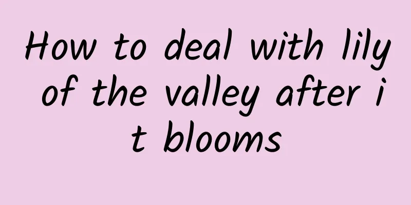 How to deal with lily of the valley after it blooms