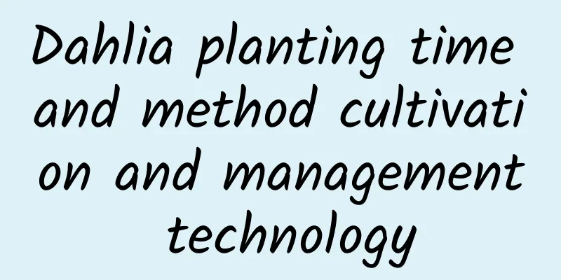Dahlia planting time and method cultivation and management technology