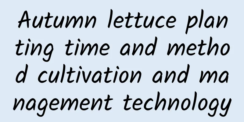 Autumn lettuce planting time and method cultivation and management technology
