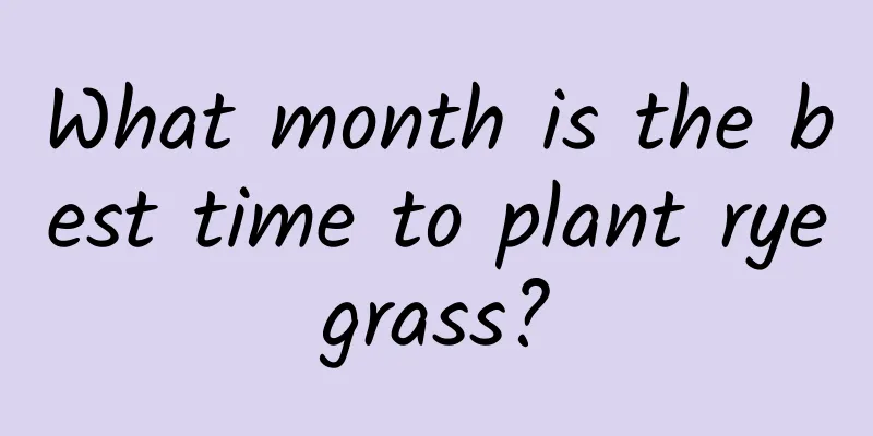 What month is the best time to plant ryegrass?