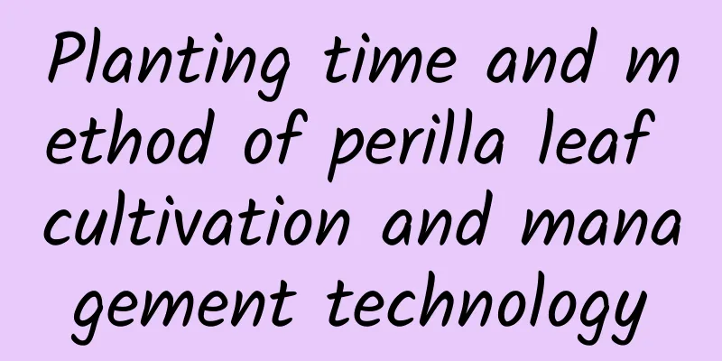 Planting time and method of perilla leaf cultivation and management technology