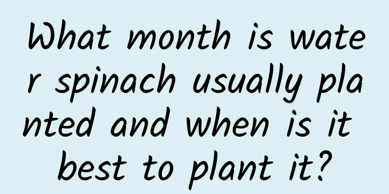 What month is water spinach usually planted and when is it best to plant it?