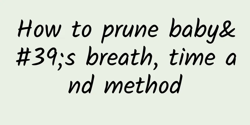 How to prune baby's breath, time and method
