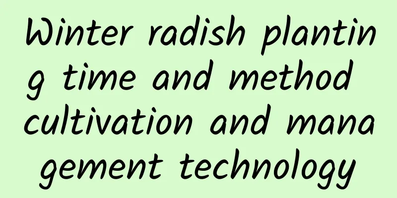 Winter radish planting time and method cultivation and management technology