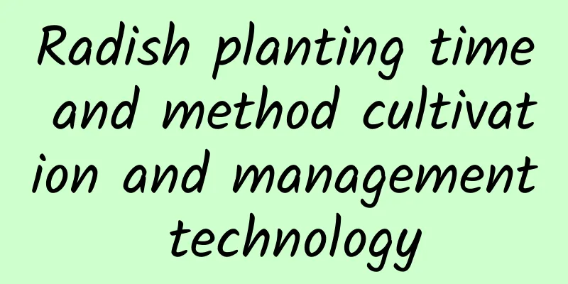 Radish planting time and method cultivation and management technology
