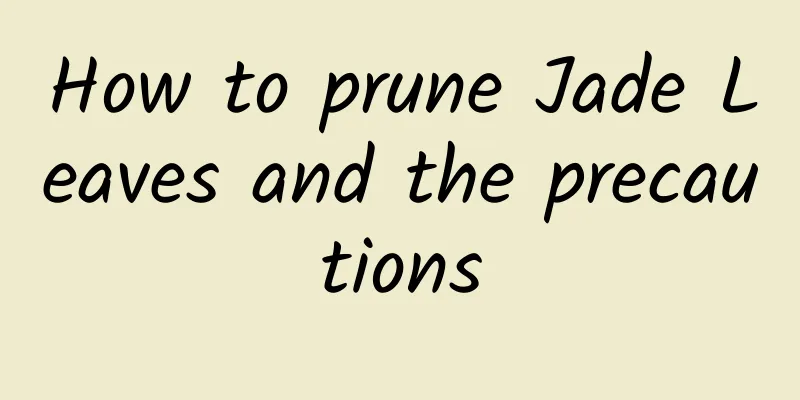 How to prune Jade Leaves and the precautions