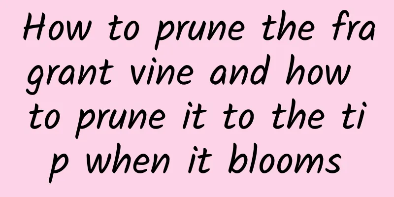 How to prune the fragrant vine and how to prune it to the tip when it blooms