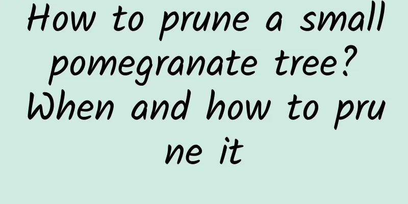 How to prune a small pomegranate tree? When and how to prune it