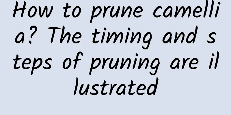 How to prune camellia? The timing and steps of pruning are illustrated