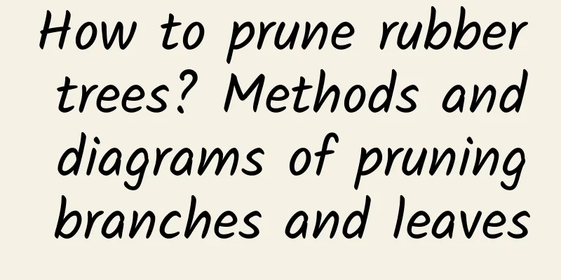 How to prune rubber trees? Methods and diagrams of pruning branches and leaves