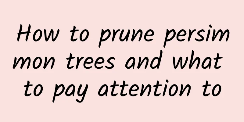 How to prune persimmon trees and what to pay attention to