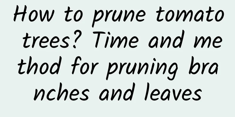 How to prune tomato trees? Time and method for pruning branches and leaves