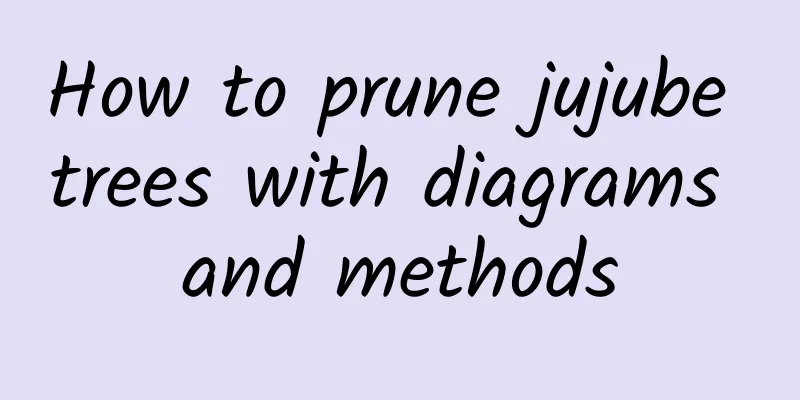 How to prune jujube trees with diagrams and methods