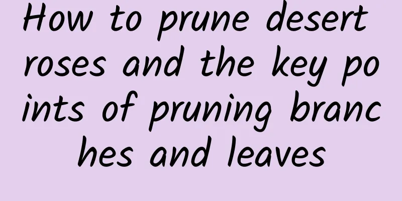 How to prune desert roses and the key points of pruning branches and leaves