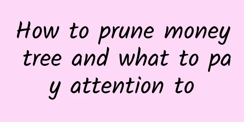 How to prune money tree and what to pay attention to