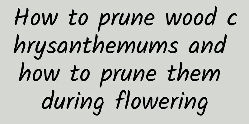 How to prune wood chrysanthemums and how to prune them during flowering